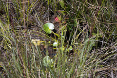 Nymphoides thunbergiana