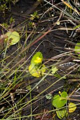 Nymphoides thunbergiana