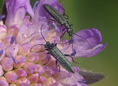 Oedemera lurida