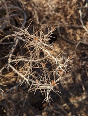 Tetradymia