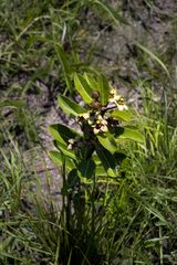 Pachycarpus asperifolius