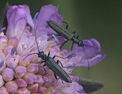 Oedemera lurida