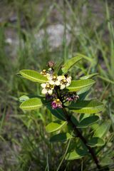 Pachycarpus asperifolius