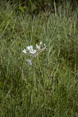 Pelargonium luridum