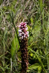 Satyrium cristatum