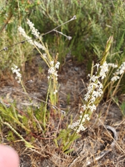 Struthiola