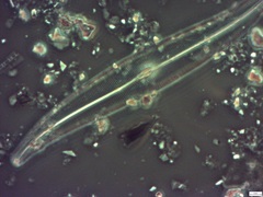 Gyrosigma acuminatum