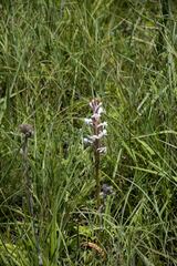 Satyrium longicauda