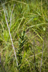 Searsia pondoensis