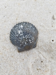 Argopecten irradians