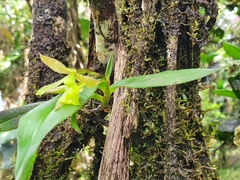 Epidendrum jamaicense