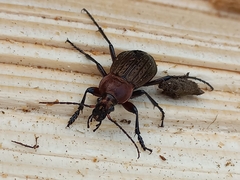 Carabus cancellatus