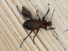 Carabus cancellatus
