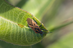 Spilostethus rivularis
