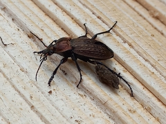 Carabus cancellatus