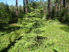 Abies alba