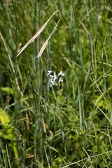 Stachys nigricans