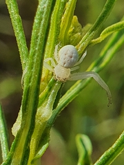 Thomisidae