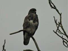 Buteo buteo buteo