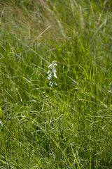 Stachys nigricans