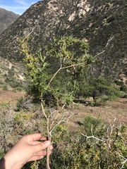 Adesmia confusa
