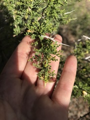 Adesmia confusa