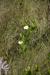 Thunbergia atriplicifolia