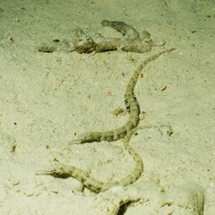 Corythoichthys haematopterus