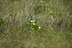 Thunbergia atriplicifolia