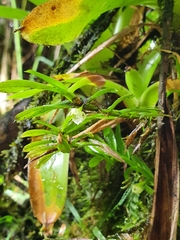 Dichaea hookeri