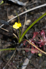 Utricularia subulata