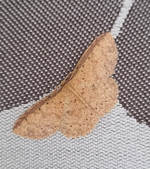 Cosymbiini
