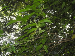 Bunchosia decussiflora