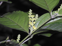 Bunchosia decussiflora