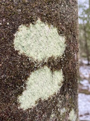 Lecanora thysanophora