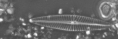 Navicula cryptotenella