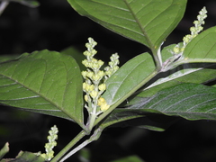 Bunchosia decussiflora