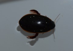 Onychohydrus hookeri