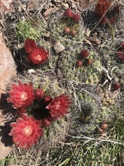 Eriosyce curvispina
