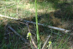 Turritis glabra