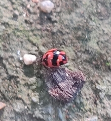 Coccinella transversalis