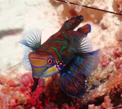 Synchiropus splendidus