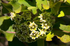 Xysmalobium undulatum