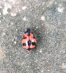 Coccinella transversalis