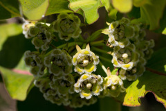 Xysmalobium undulatum