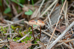 Crinipellis scabella