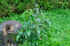 Melampsoridium betulinum