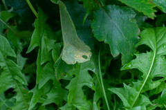 Melampsoridium betulinum