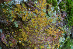 Polycauliona candelaria