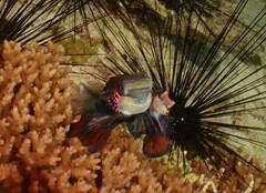 Synchiropus splendidus